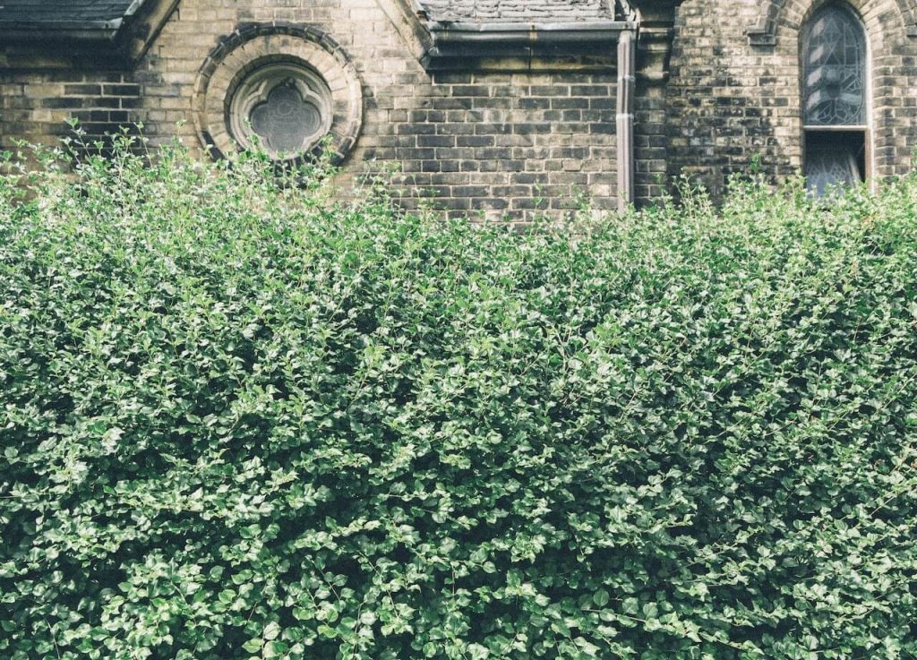 An untidy and overgrown bush stands in front of a house, showing signs of neglect.