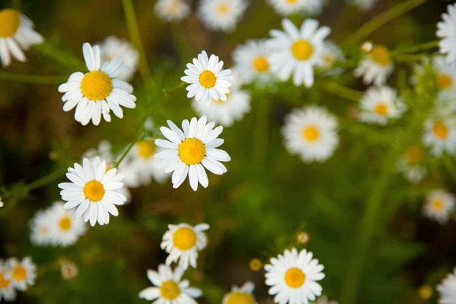 Camomile flowers