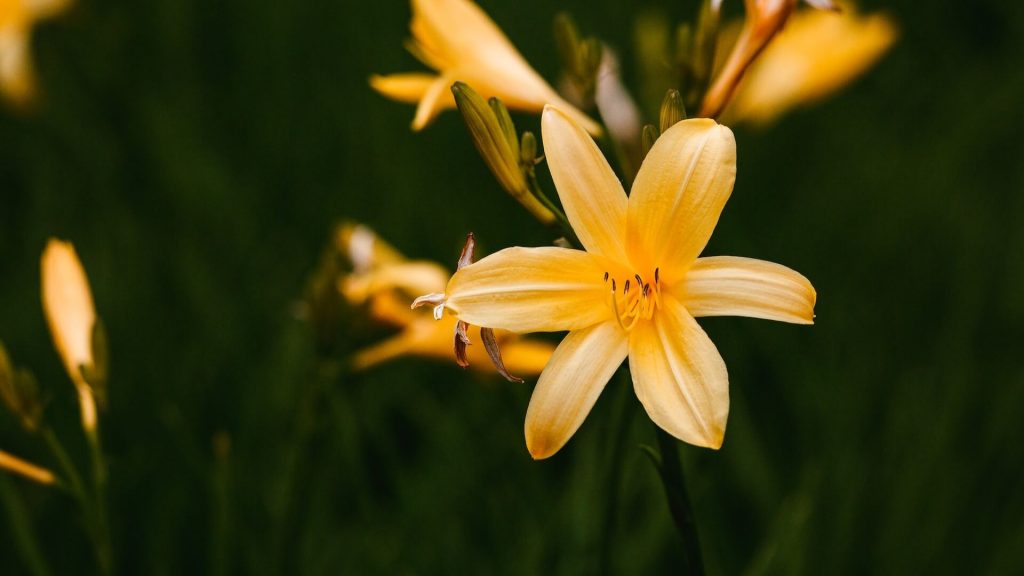 Daylilies in various colors.