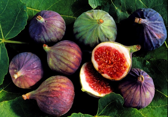 Fig tree