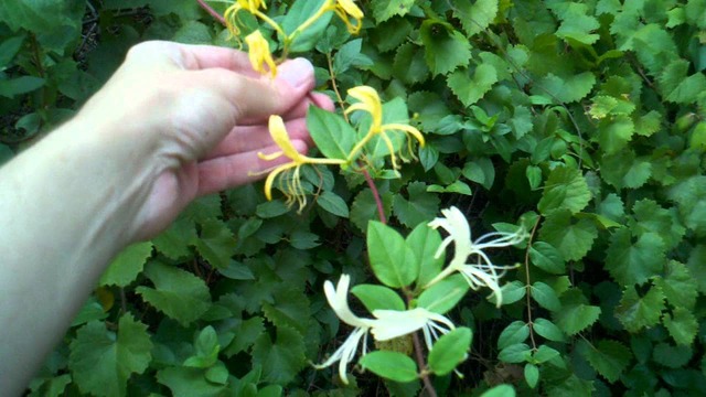 Honeysuckle flower