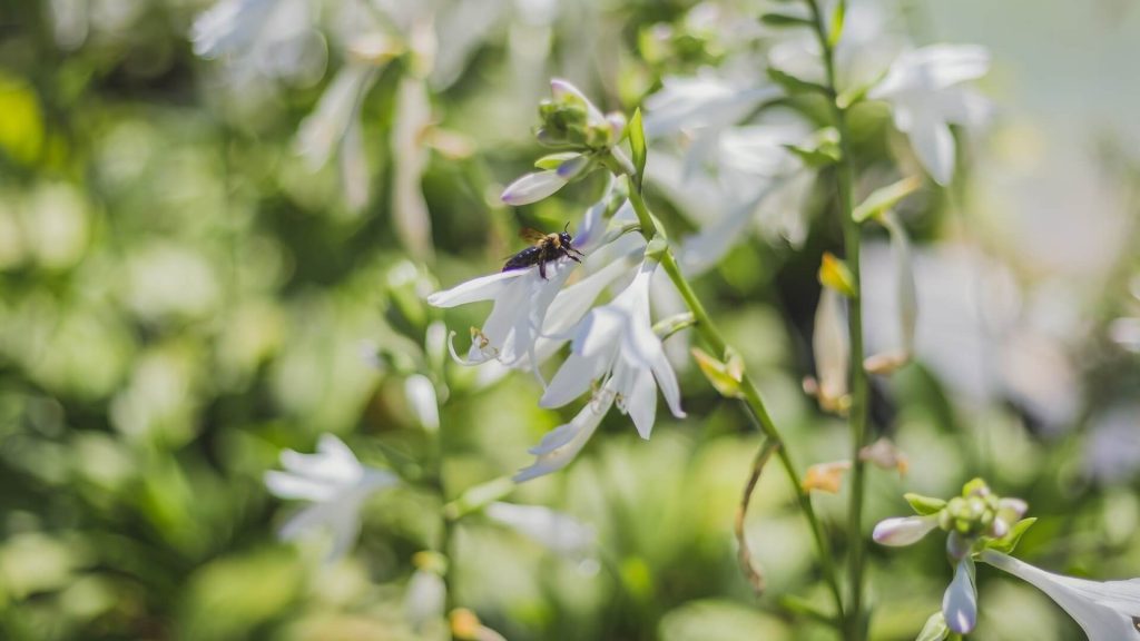 Hosta plant with broad, textured leaves.