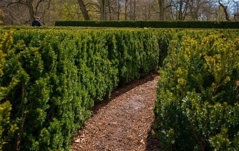 A section of a beautifully crafted bush labyrinth, with meticulously trimmed bushes forming a winding path.