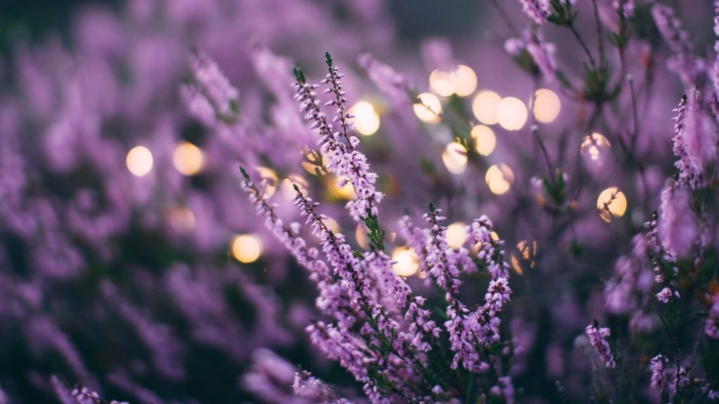 Close-up of lavender blossoms.