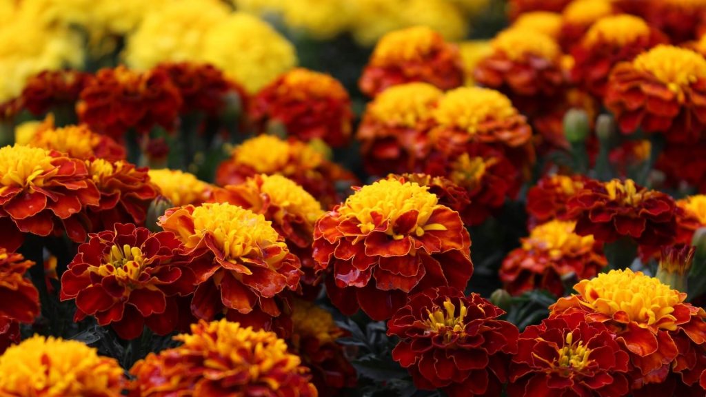 Vibrant marigold flowers in full bloom.