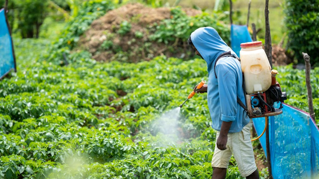 pexels-photo-17903068-17903068 A farmer spraying crops in a lush vegetable field in Pattipola, Sri Lanka.