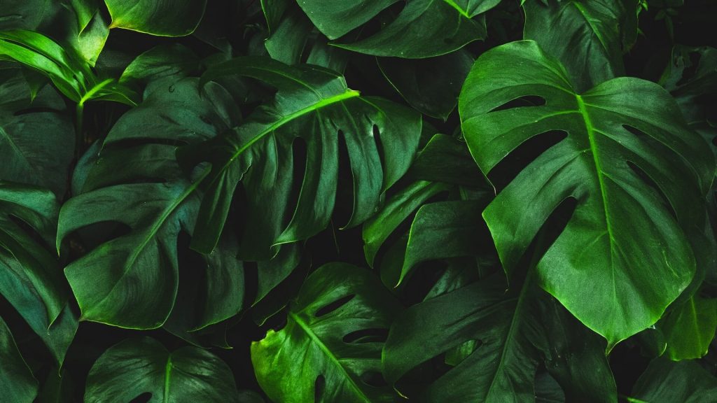 Monstera plant with lush green leaves.