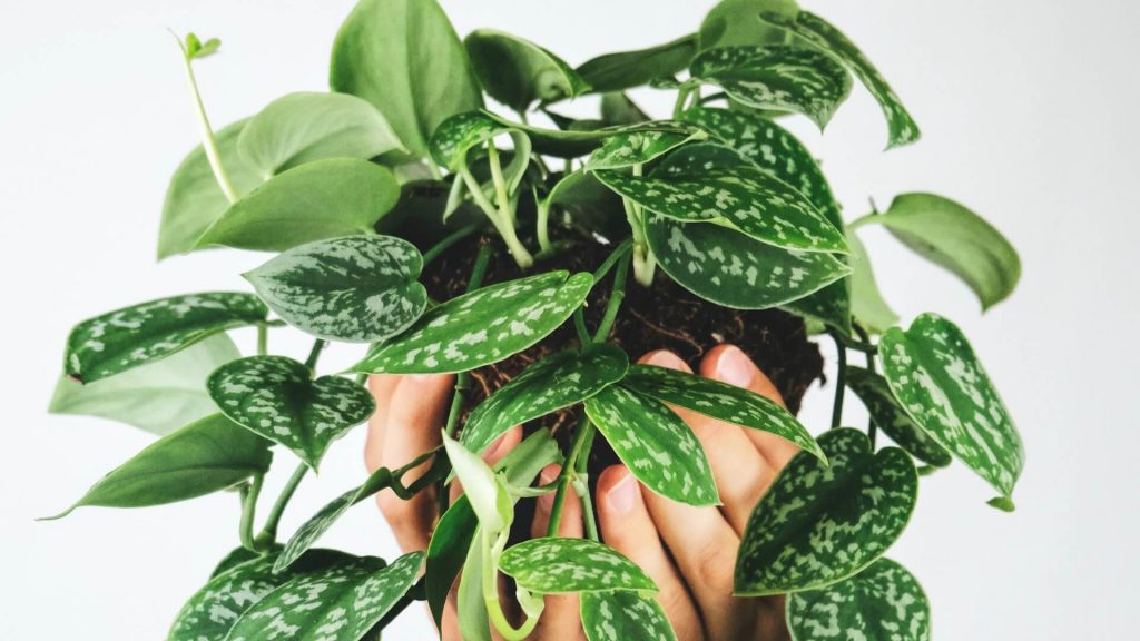 Pothos plant with trailing vines.