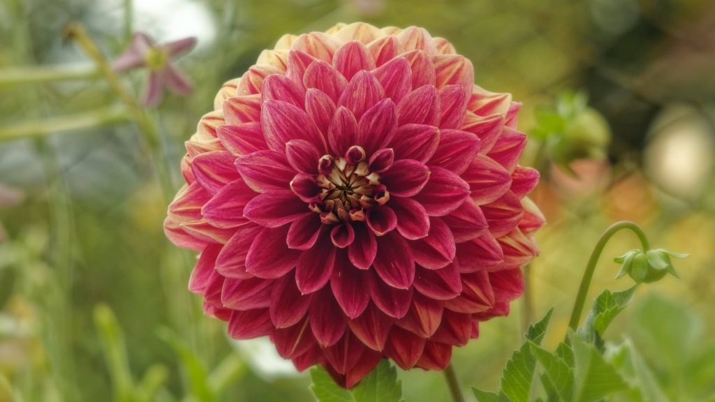 Zinnias in a mix of bright hues.